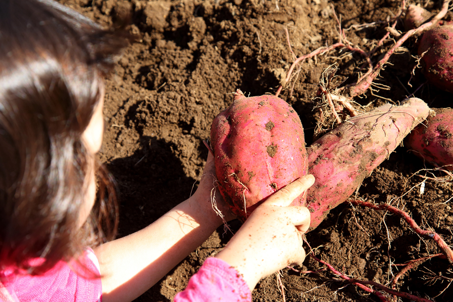 Tsukuihama Tourist Farm - Sweet Potatoes