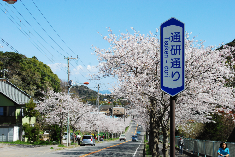 Tsuuken Street - Cherry Blossoms
