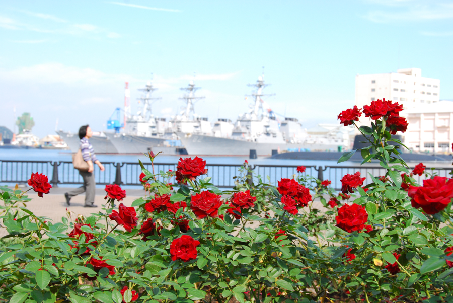 Verny Park - Autumn Roses