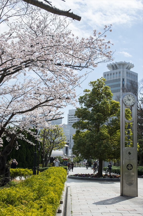 Verny Park - Cherry Blossoms