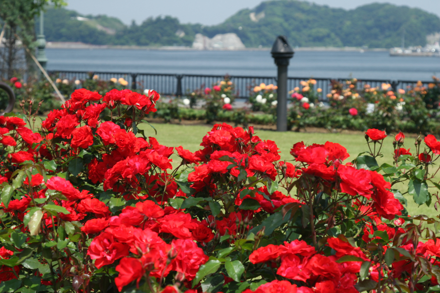 Verny Park - Spring Roses