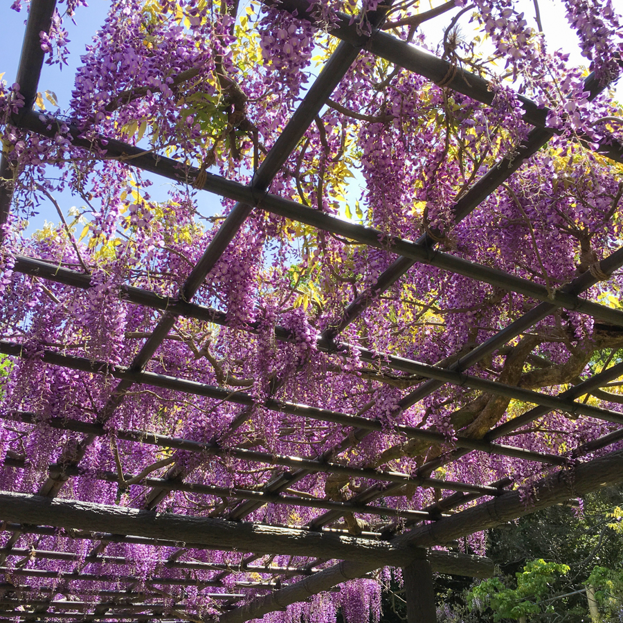 Wisteria at Yokosuka Iris Garden