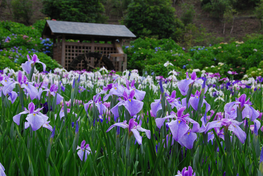 Yokosuka Iris Garden - Irises