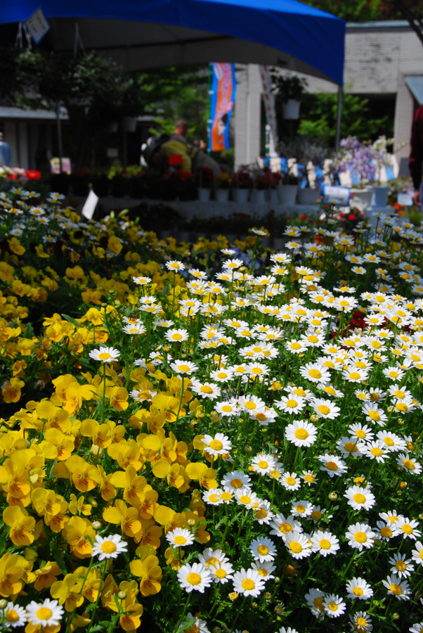 Yokosuka Iris Garden - Marguerites