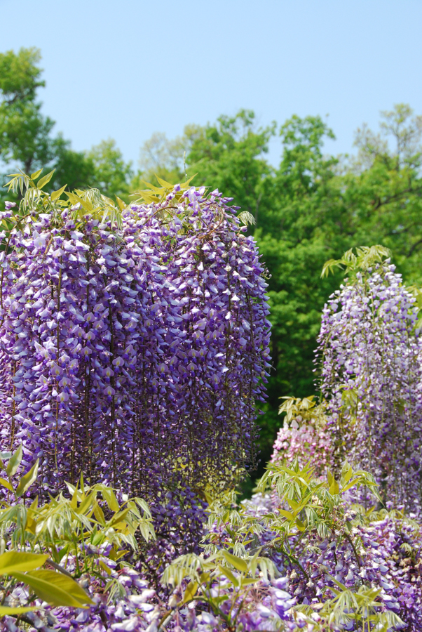 Yokosuka Iris Garden - Wisteria