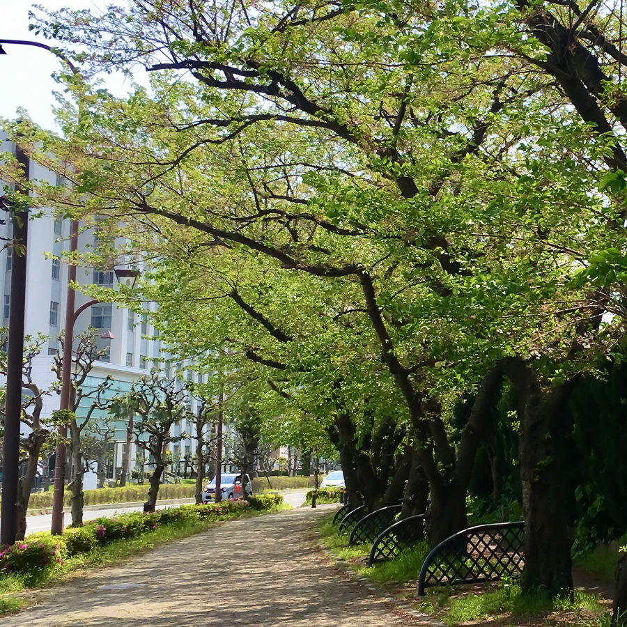 Yokosuka Seaside Street